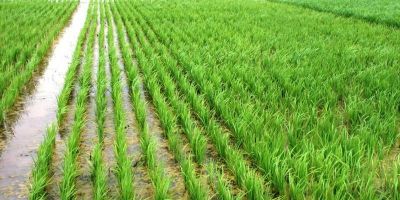 Selo Ambiental do Irga incentiva crescimento de 62,4% da área de produção de arroz sustentável