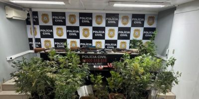 Idoso de 83 anos é preso por armazenar 45 pés de maconha em sua casa em Porto Alegre