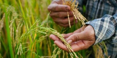 Conab marca leilões de apoio ao escoamento de arroz e trigo para o dia 22