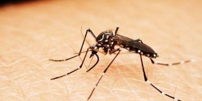 Com 52 óbitos, RS ultrapassa os 42 mil casos confirmados de dengue em 2025; especialista alerta para os cuidados no verão