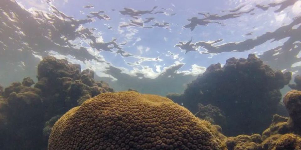 El Niño afeta ecossistema marinho no Oceano Atlântico, diz estudo