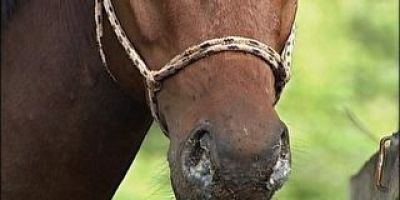 Égua é diagnosticada com suspeita de mormo na localidade de Galpões em Camaquã