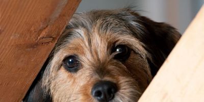 Fogos de artifícios com estampido são risco para animais e pessoas