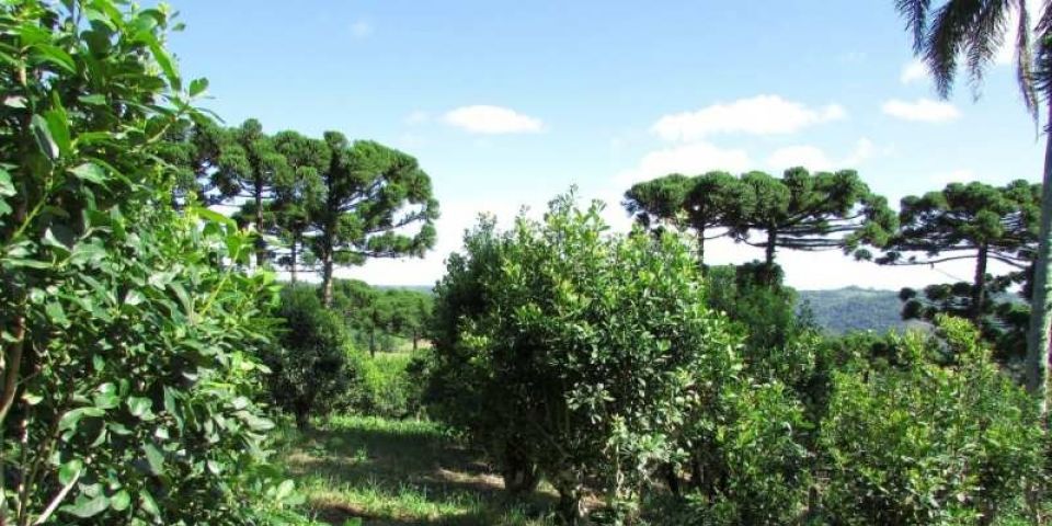 Governo Leite institui Plano Estadual para Qualificação e Desenvolvimento Estratégico da Cadeia Produtiva da Erva Mate