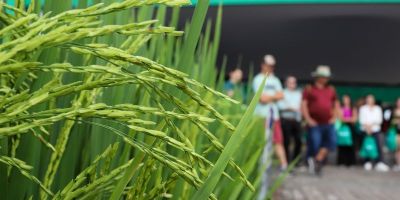 Abertas inscrições para a 36ª Abertura Oficial da Colheita do Arroz e Grãos em Terras Baixas