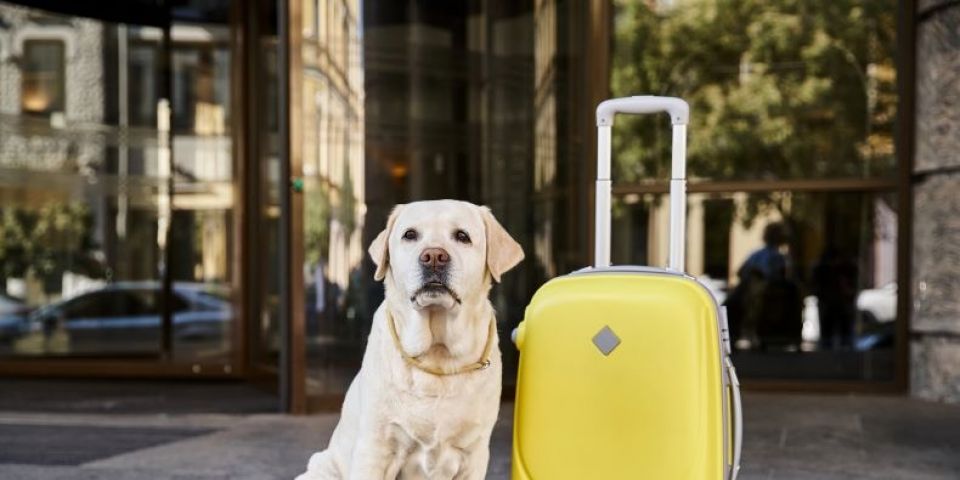 Vai viajar? Como criar um ambiente adequado para os pets