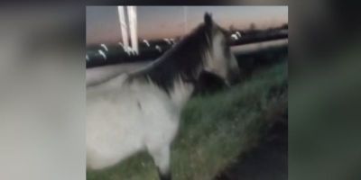 Cavalo é sacrificado após ser atingido por veículo na BR-116 em Camaquã
