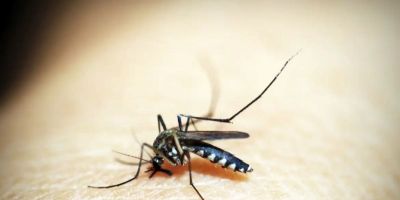 Brasileiros publicam maior estudo já feito sobre sequelas do zika