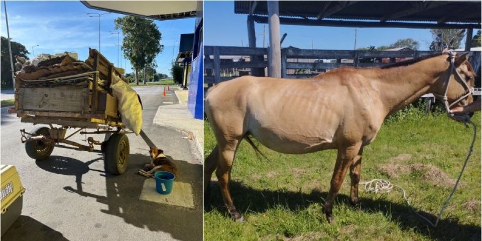 PRF resgata cadela e égua prenha vítimas de maus-tratos na BR-392, em Rio Grande