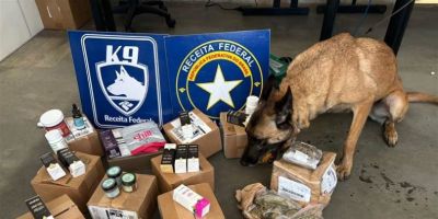 RF apreende aproximadamente R$ 100 mil em maconha do tipo “camarão” e produtos ilícitos em remessa irregular no RS