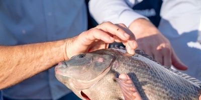 Lei sancionada no Paraguai abre caminho para cultivo de tilápia no reservatório de Itaipu