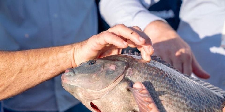 Lei sancionada no Paraguai abre caminho para cultivo de tilápia no reservatório de Itaipu