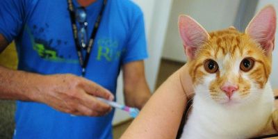 Lei oficializa Julho Dourado para promover saúde animal e prevenir zoonoses  