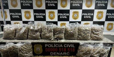 Maconha do tipo camarão, com alto teor de THC, é apreendida no RS