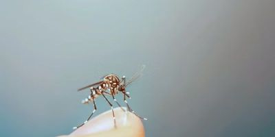 Verão pede atenção redobrada aos cuidados com picadas de insetos