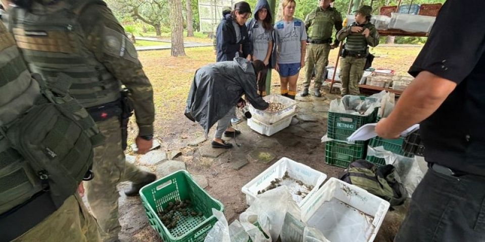 Fiscalização ambiental intercepta tráfico e salva 10 mil ovos de tartaruga
