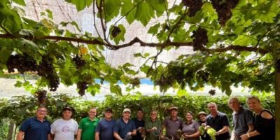 Colheita da Uva tem início em São Lourenço do Sul