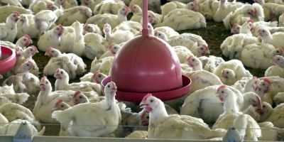 China encerra embargo e libera frango do RS após surto sanitário