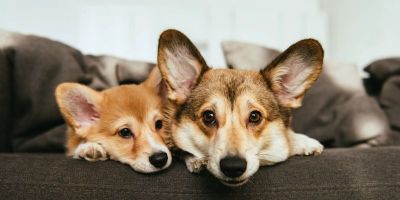 Projeto de lei em Tapes propõe regras de guarda responsável e multas para abandono e cães soltos