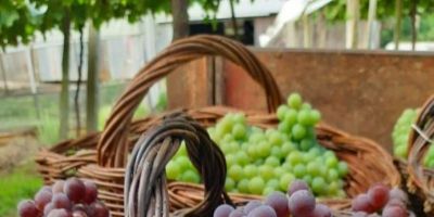 Safra de uva no Estado deve ser superior a 900 mil toneladas