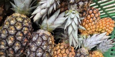 Boa safra de abacaxi anima produtores de Terra de Areia