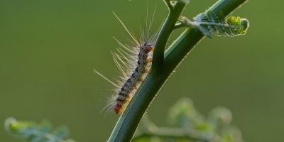 Acidentes por contato com lagartas em crianças: quais são os riscos?