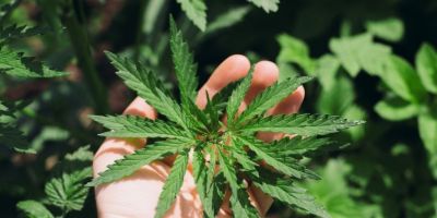 Anvisa discute nesta quarta regras para a produção de cannabis no país