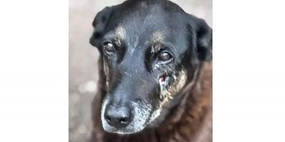 Saiba que sanções podem ser aplicadas a jovens que mataram cão Orelha 