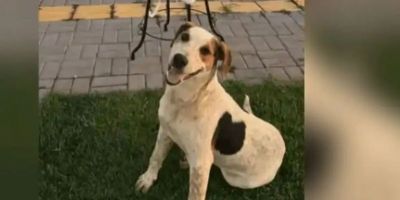 Cachorro comunitário Abacate é morto por um tiro no Paraná