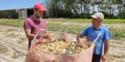 Colheita da cebola encerra com boa produtividade das lavouras no RS
