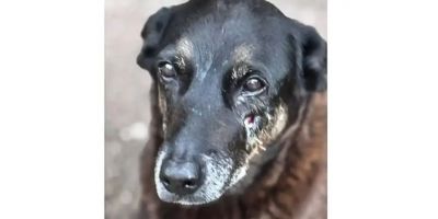 Adolescentes suspeitos de matar o cão Orelha voltam ao Brasil