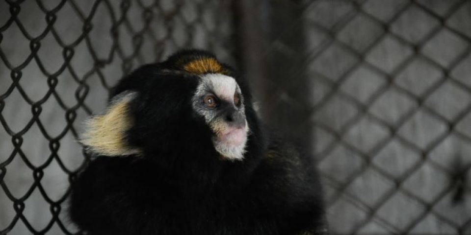 Parque Zoológico de Sapucaia do Sul recebe fêmea de sagui-da-serra-escuro, uma das espécies de primatas mais raras do país