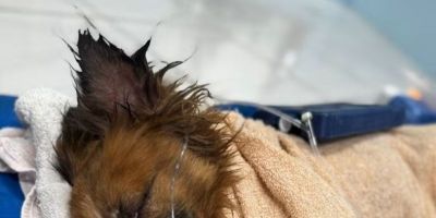 Cachorro é encontrado enterrado vivo em Sapiranga