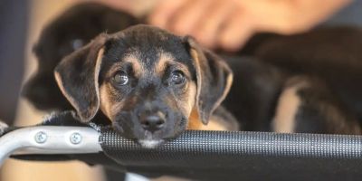 Saiba como educar crianças e adolescentes para respeitar os animais