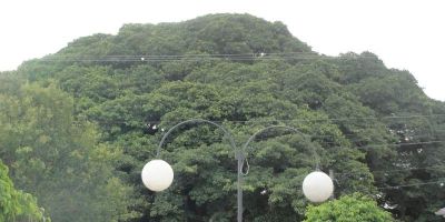 Prefeitura de Arambaré pede colaboração da população para preservar a Figueira da Paz