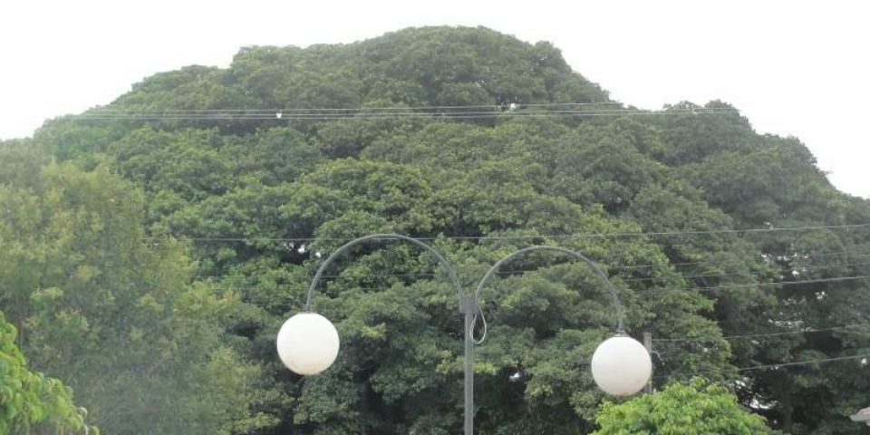 Prefeitura de Arambaré pede colaboração da população para preservar a Figueira da Paz