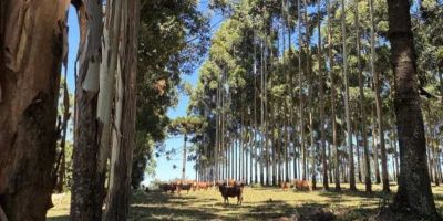 Integração pecuária-floresta fortalece produção rural sustentável no RS