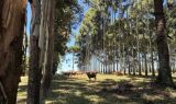 Integração pecuária-floresta fortalece produção rural sustentável no RS