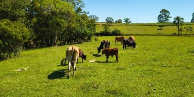 Operação para esclarecer suposta apropriação indébita de dez animais é realizada em Chuvisca