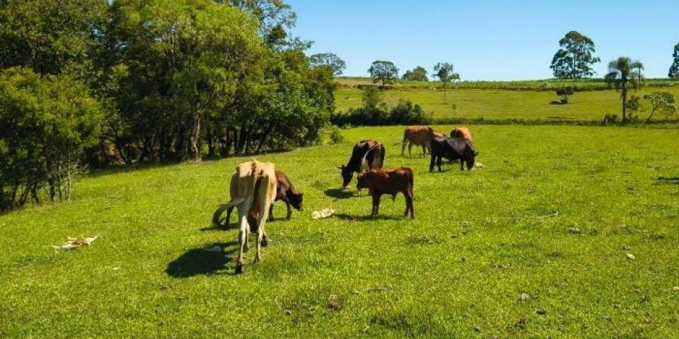 Operação para esclarecer suposta apropriação indébita de dez animais é realizada em Chuvisca