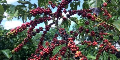 Conab prevê colheita recorde de café com crescimento de 17,1% em 2026