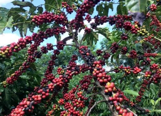 Conab prevê colheita recorde de café com crescimento de 17,1% em 2026