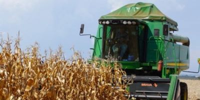 Colheita do milho avança para 35% da área total cultivada no Estado