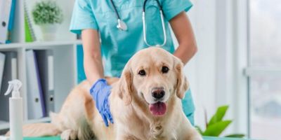 Oncologia em pets: os avanços no tratamento do câncer em cães e gatos