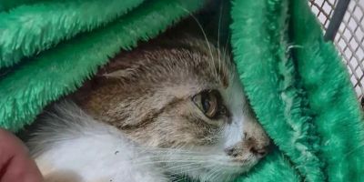 Mulher é presa após arremessar gata do 12º andar de prédio em Curitiba