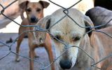 Senadores querem endurecer punição para maus-tratos a animais  