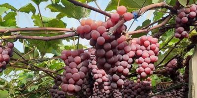 Qualidade da uva é favorecida pelas condições climáticas no Rio Grande do Sul