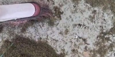 Município do Litoral Norte do RS apura infestação de insetos