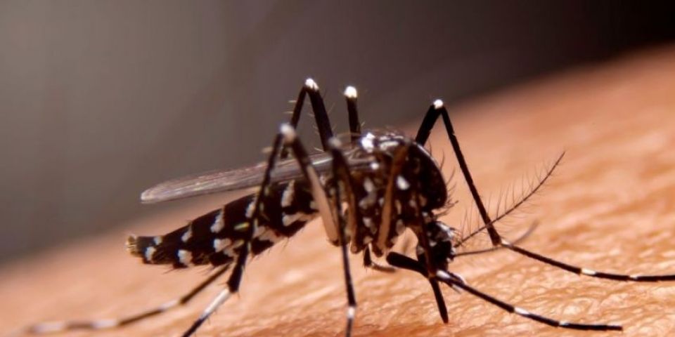 Dengue: especialista alerta para cuidados essenciais dentro de casa