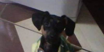 Mulher diz que cãozinho foi retirado de casa em Camaquã e solto em cidade vizinha